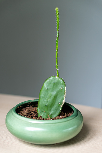 A small green healthy succulent cactus in a green pot on a table.