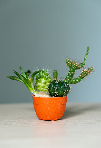 A small green healthy succulent cactus in an orange pot on a table.