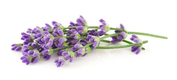 istock Lavender flowers isolated on white background 1403499453