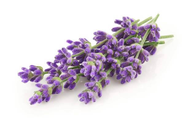 istock Lavender flowers isolated on white background 1403499481