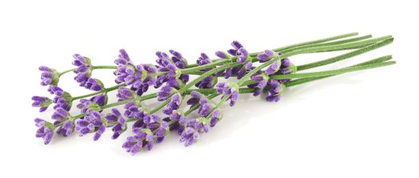 istock Lavender flowers isolated on white background 1403499535
