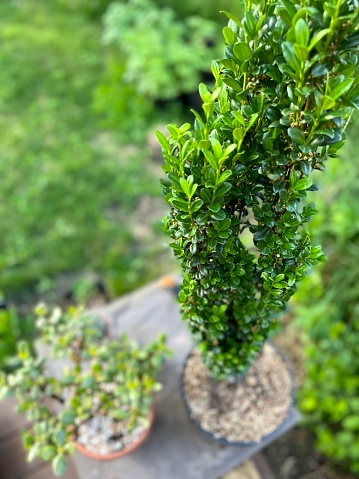 Nice fresh green bush leaves closeup texture background