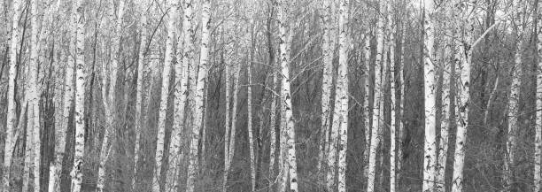istock Young birches with black and white birch bark in winter 1403500814