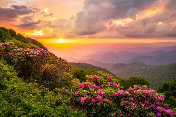 The Great Craggy Mountains along the Blue Ridge Parkway in North Carolina, USA with Catawba Rhododendron during a spring season sunset.