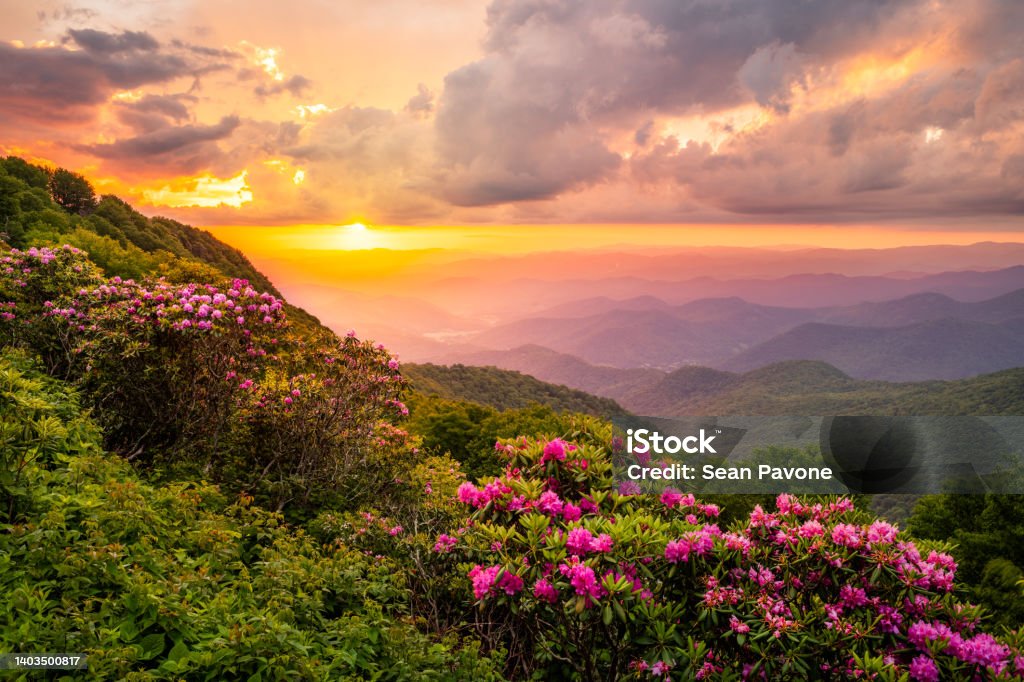 The Craggies in the Blue Ridge Mountains The Great Craggy Mountains along the Blue Ridge Parkway in North Carolina, USA with Catawba Rhododendron during a spring season sunset. North Carolina - US State Stock Photo