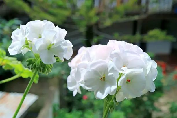 Bunches of Beautiful White Geranium (Pelargonium) in the Patio