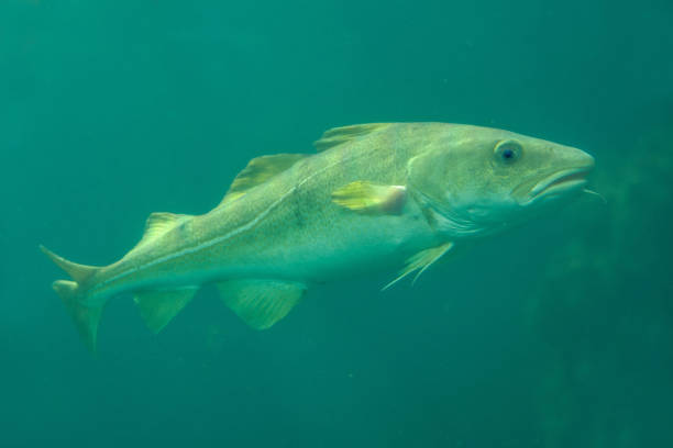 Excited Cod Fish 420+ Arctic Cod Stock Photos, Pictures & Royalty-Free Images - iStock