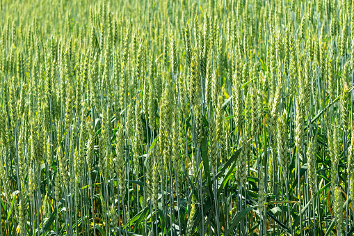 Young grain on a field in spring