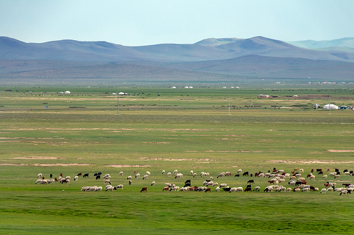 Yurts and herd of sheep and goats grazing on the meadow field on the mountains background, Mongolia landscape\