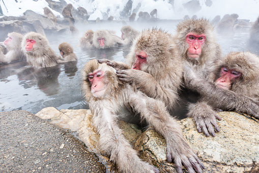 The Japanese Macaque, Macaca fuscata, also known as the Snow Monkey, is a terrestrial Old World monkey species native to Japan. Living in mountainous areas of Honshū, Japan.  In the winter with snow and  cold. Jigokudani Monkey park,  Honshu, Japan.