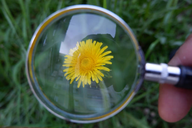 istock dandelion behind a magnifying glass. 1403504179