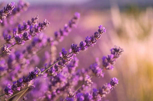istock Lavender flowers and lavender garden. 1403505516