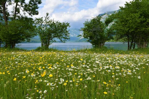 colorful yellow and white flowers on a meadow at the shore of lake bohinj in julian alps and triglav national park, gorenjska, slovenia - lake bohinj imagens e fotografias de stock