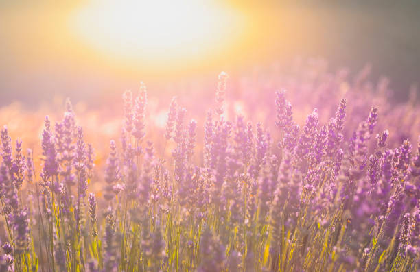 istock Lavender flowers and lavender garden. 1403506808