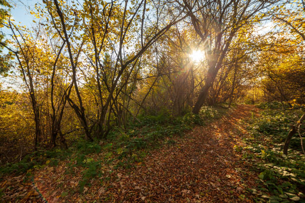 istock Autumn woodland path with beautiful colours. Carpathian mountains range. Ukraine. 1403506832
