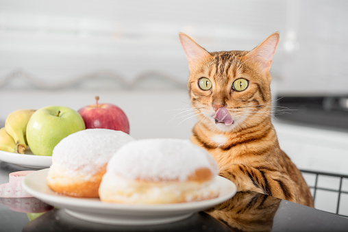 The cat licks his lips while looking at the donuts. The choice between unhealthy and healthy food.