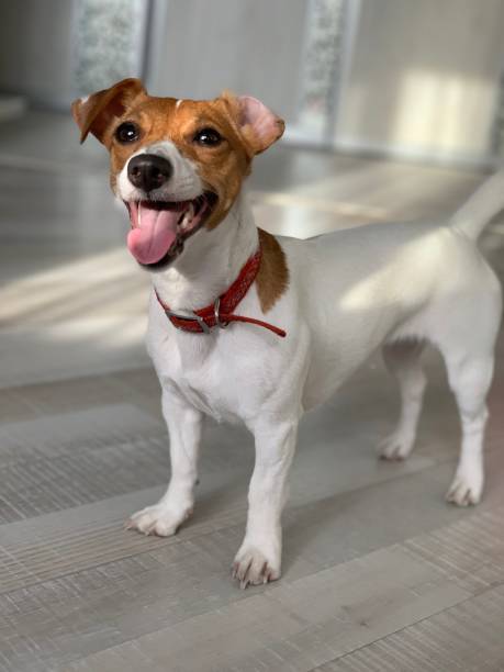 istock Dog with protruding tongue. 1403507143