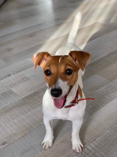 istock Jack Russell Terrier dog. Home pet. 1403507146