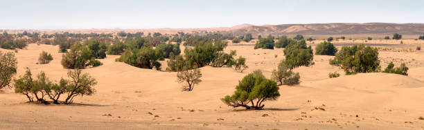 Panorama of sand dunes and trees in Sahara desert, Africa