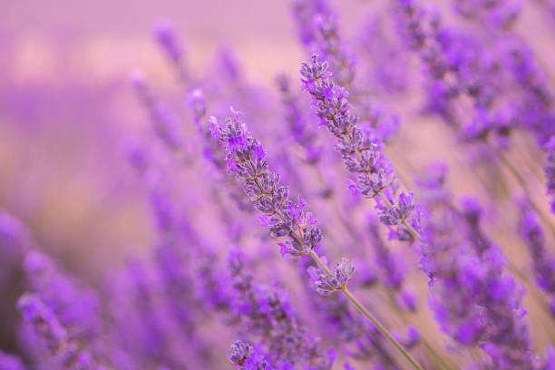 Lavender flowers and lavender garden.