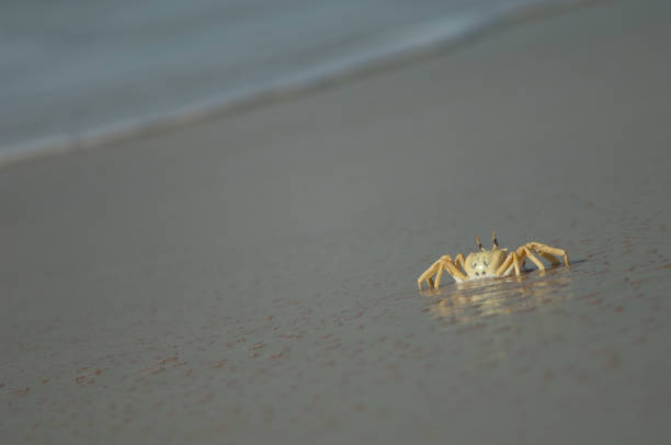istock Ghost crab on the sand of a beach. 1403509348