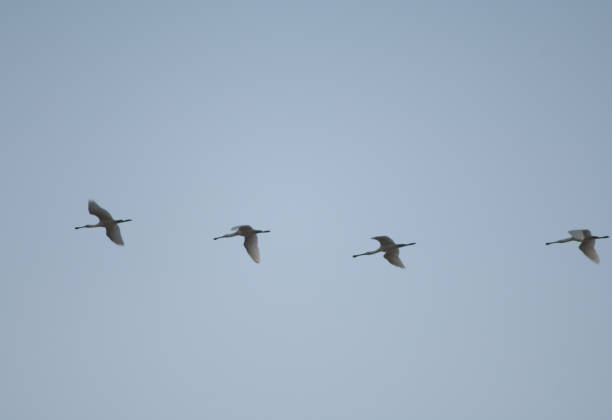 istock Flock of Eurasian spoonbills in flight. 1403509365