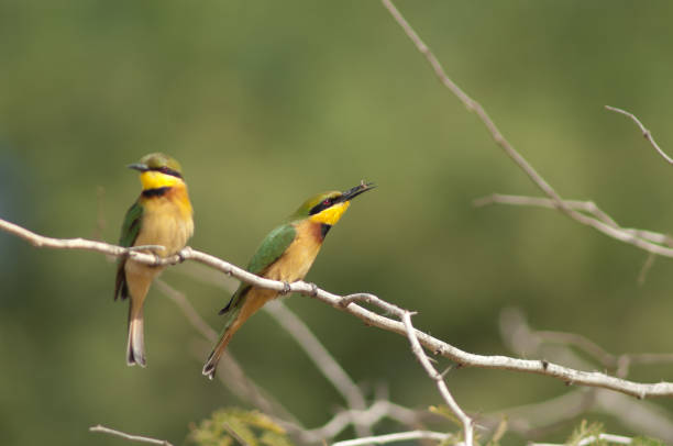 istock Little bee-eaters Merops pusillus on a branch. 1403509417