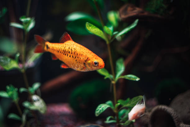 lovely gold barbus in my aquarium stock photo