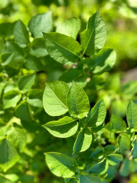 Potato plant