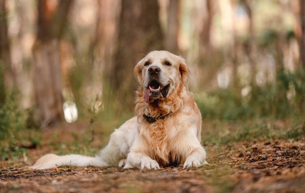 istock Golden retriever dog in the forest 1403509552