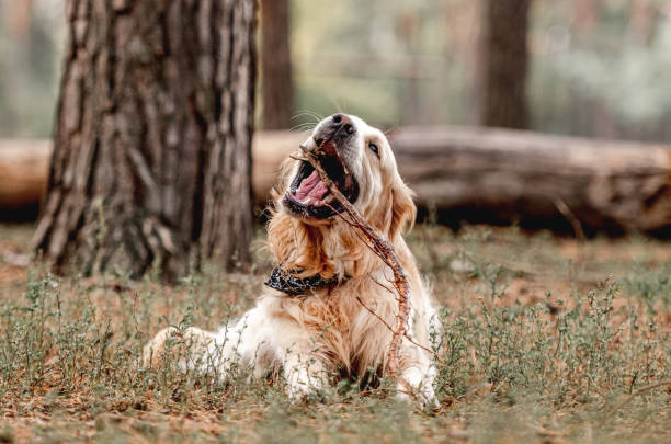istock Golden retriever dog in the forest 1403509558