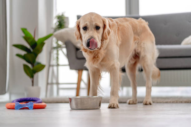 istock Golden retriever dog at home 1403509562