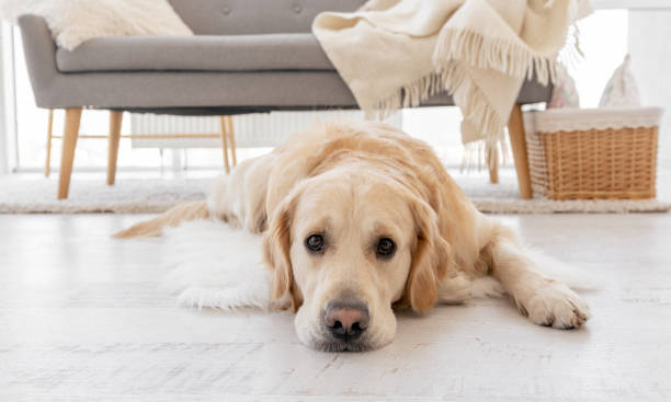istock Golden retriever dog at home interior 1403509567