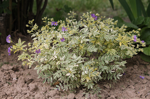 Creeping Jacob's ladder (Polemonium reptans) plant with variegated leaves in garden