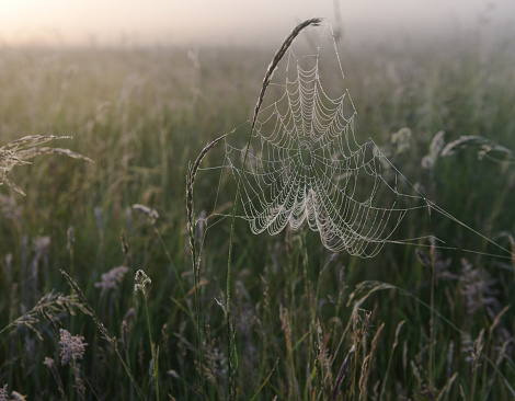 Spiders webs bejewelled with morning dew drops in a summer meadow