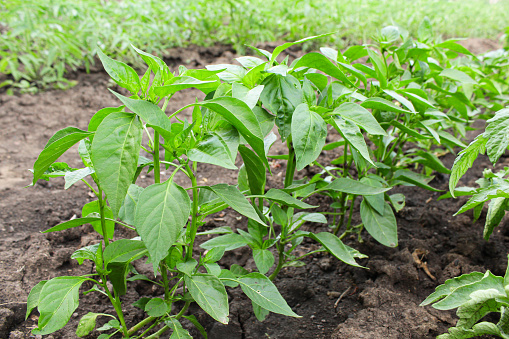 hot pepper in the garden. vegetable garden. pepper blossom and fruit ripening. green sprouts. harvesting on the field.