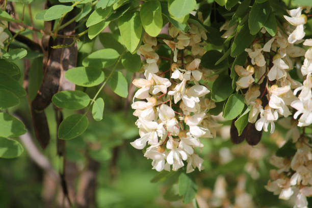 rama de la planta de langosta negra (robinia pseudoacacia) con flores blancas - locust tree black robinia fotografías e imágenes de stock