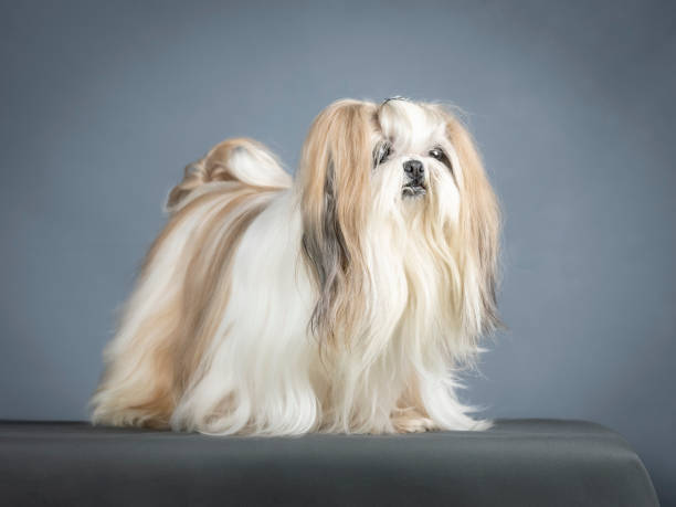 istock Lhasa apso standing in a photo studio 1403513362