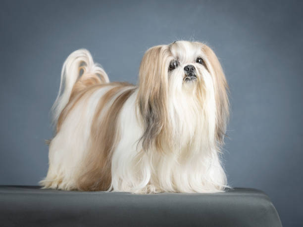 istock Lhasa apso standing in a photo studio 1403513389