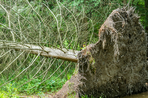 A large Pine tree with shallow roots.