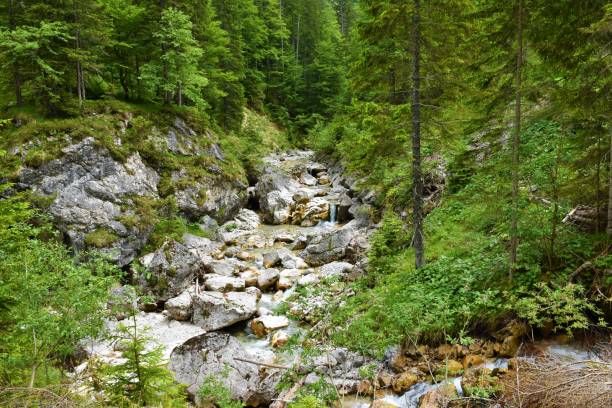 istock Scenic alpine stream in valle Riofreddo in Comune di Tarvisio with conifer and broadleaf trees above 1403515152