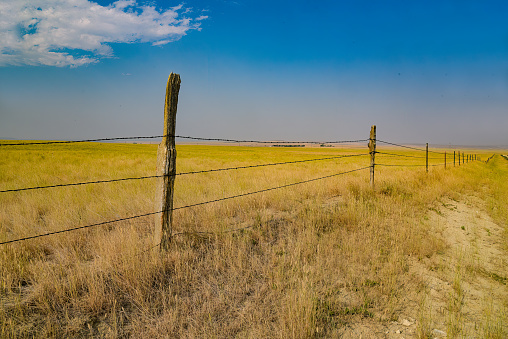 Golden grass fields with barbed wire fence with 100+ year cedar posts in central Montana in northwestern USA.