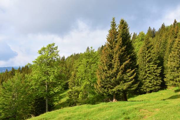 istock Conifer and broadleaf trees at the forest edge and a meadow in front and clouds in the sky in Karavanke mountains 1403516693