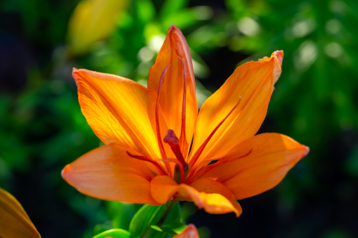 Blooming orange lily flower on a green background on a summer sunny day macro photography. Garden lilies with bright orange petals in summer, close-up photography.