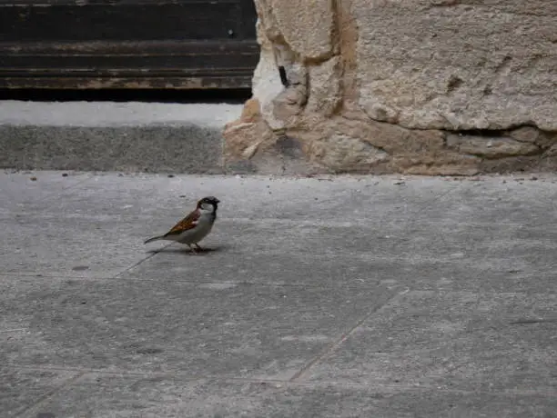 Beautiful photo of a sparrow walking on the city pavement