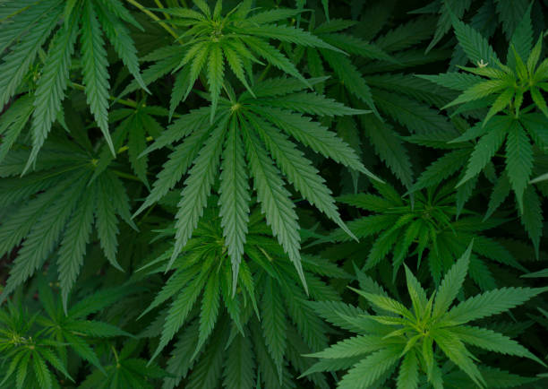 istock Cannabis hemp leaf outdoors., Marijuana leaf background wallpaper. 1403518073