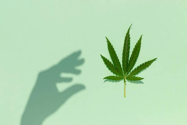 istock Creative concept with Marijuana leaf and shadow against pastel green background. Flat lay. Minimal cannabis concept. 1403518604