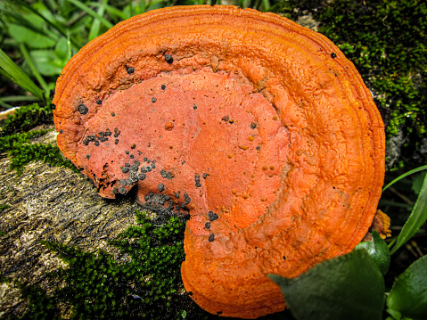 Fungus as seen in Knysna forest.