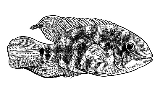 Hand drawn illustration of a cichlid fish