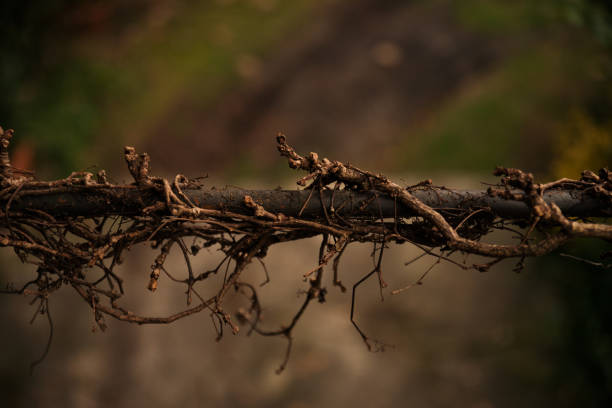 Intertwined branches on old fence in Winter